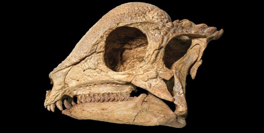 завацефал череп динозавра