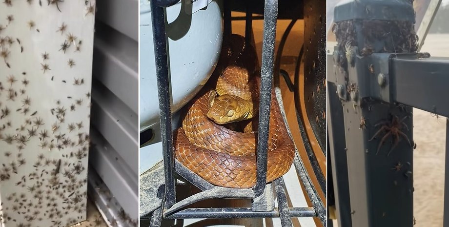 австралия, наводнение, змеи, пауки