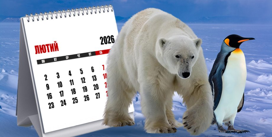 білий ведмідь