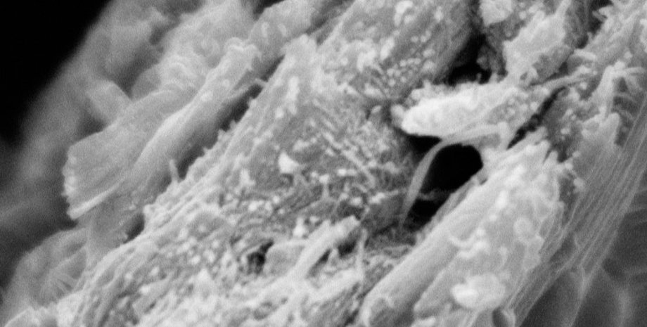 древесина, тюльпановая древесина