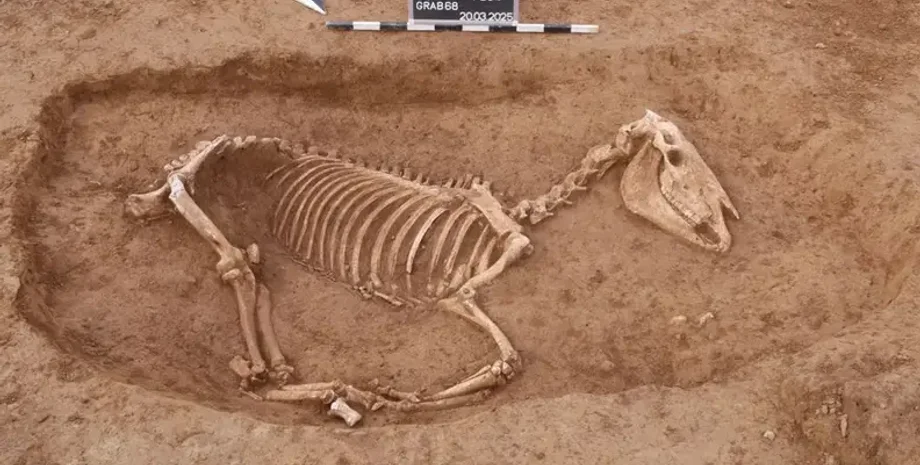 лошадь скелет скелет череп кости останки археология раскопки