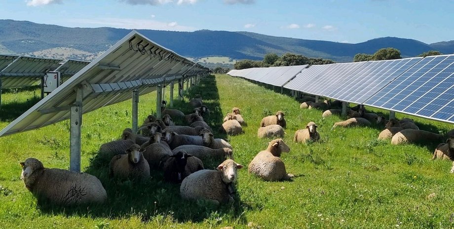 агровольтаика фермерство солнечная энергия