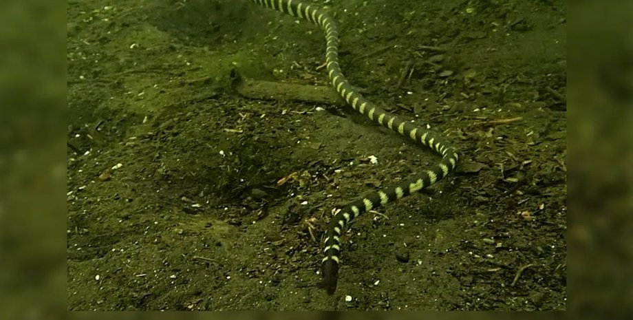 морская змея гармана