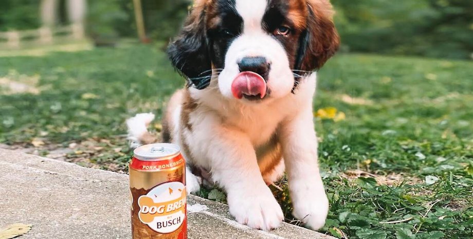 животные, собаки, дегустация, пиво, сша