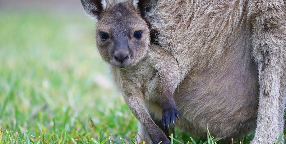 кенгуру, сумка кенгуру
