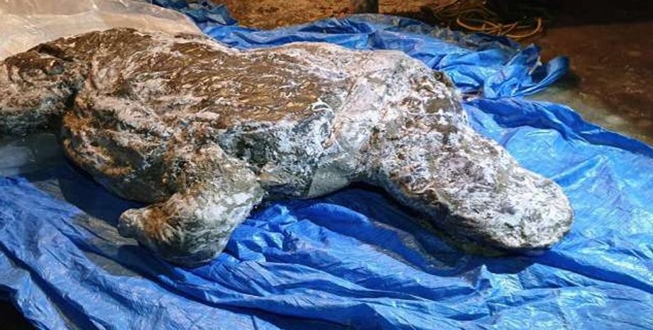 шерстистый носорог