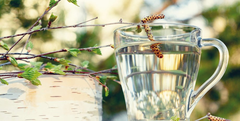 Березовый сок, заготовка