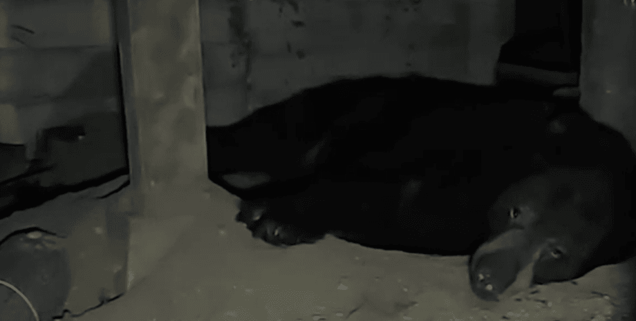 Медведь живет в подвале супругов, медведь живет в доме супругов, огромный медведь, новый сосед, опасное животное,