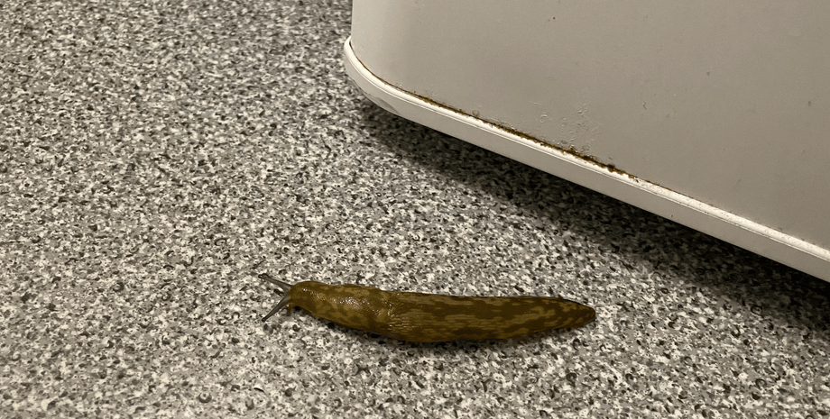 Чоловік помітив величезного слимака в будинку, слимак у будинку, моторошна знахідка, величезний слимак, курйози, соцмережі, слизька істота