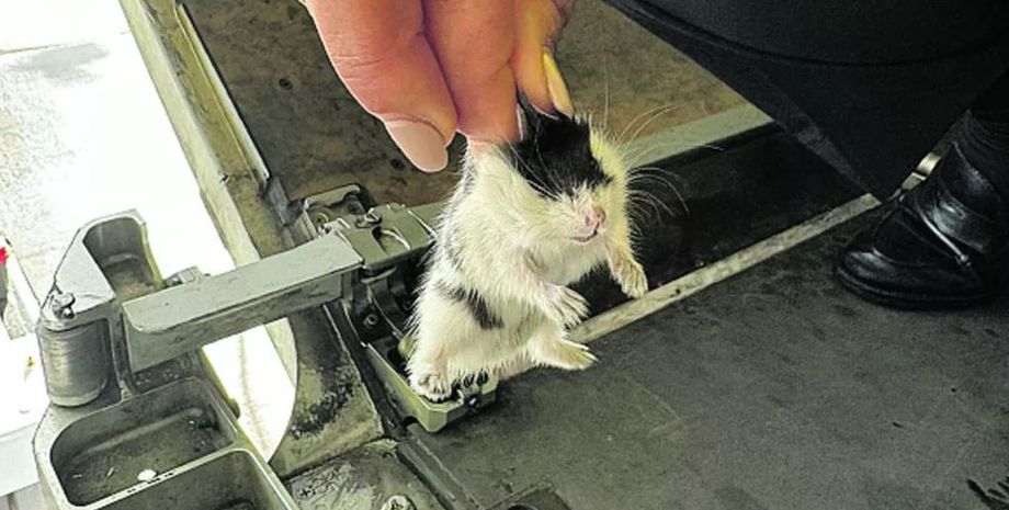 Літак пішов на аварійну посадку, втеча 130 хом'яків, гризуни, курйози, Airbus 320, дивні історії