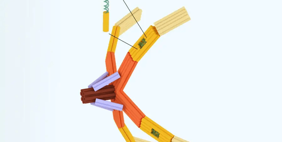 ДНК, рука, молекулярная рука, нанорука
