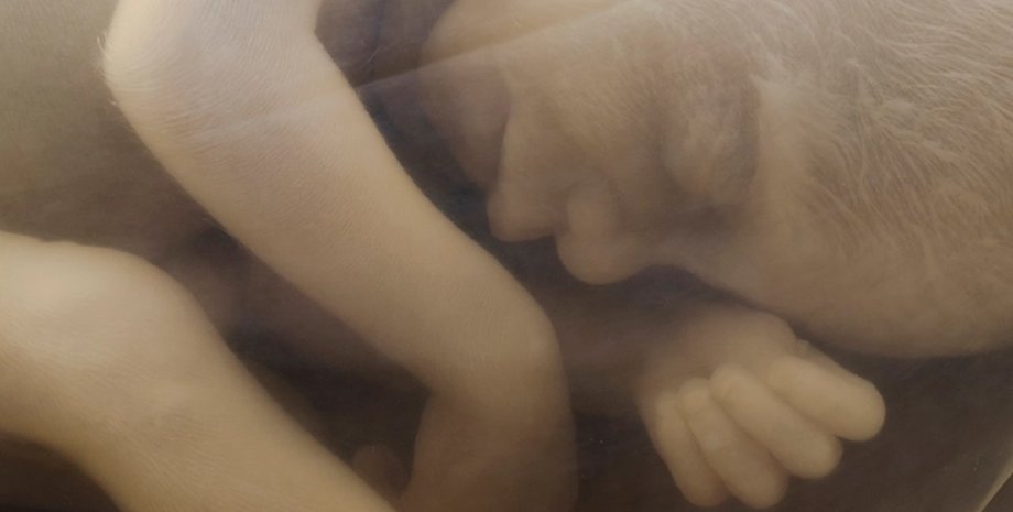 плод, ребенок, беременность