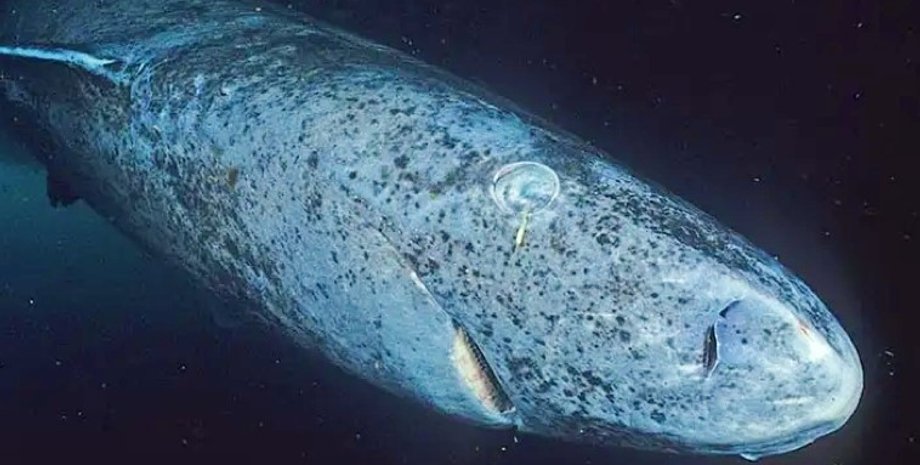 акула, гренландская акула