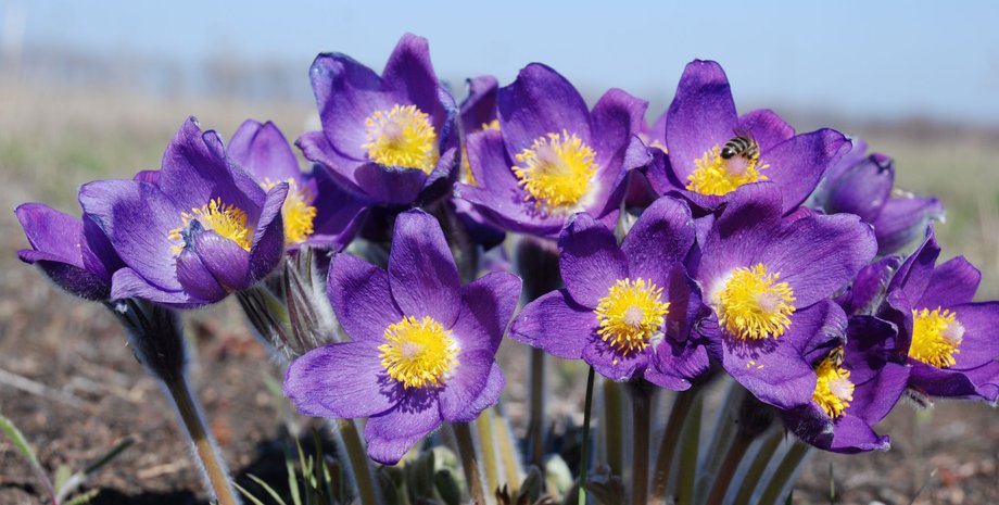 что стоит знать о сон-траве