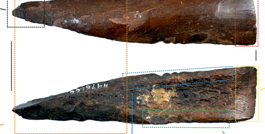 артефакт кость инструмент каменный век