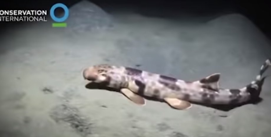 Скриншот видео University of Queensland