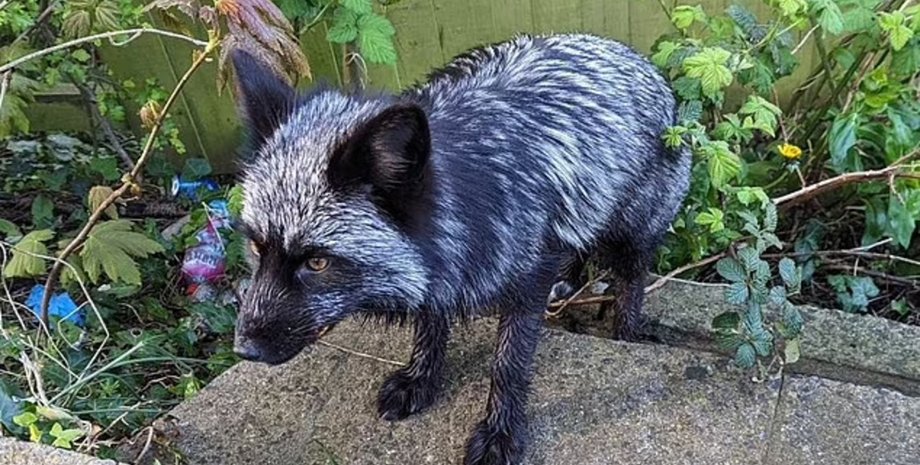 Лиса, черная лиса, серебристая лиса, спасатели, приют, животное,