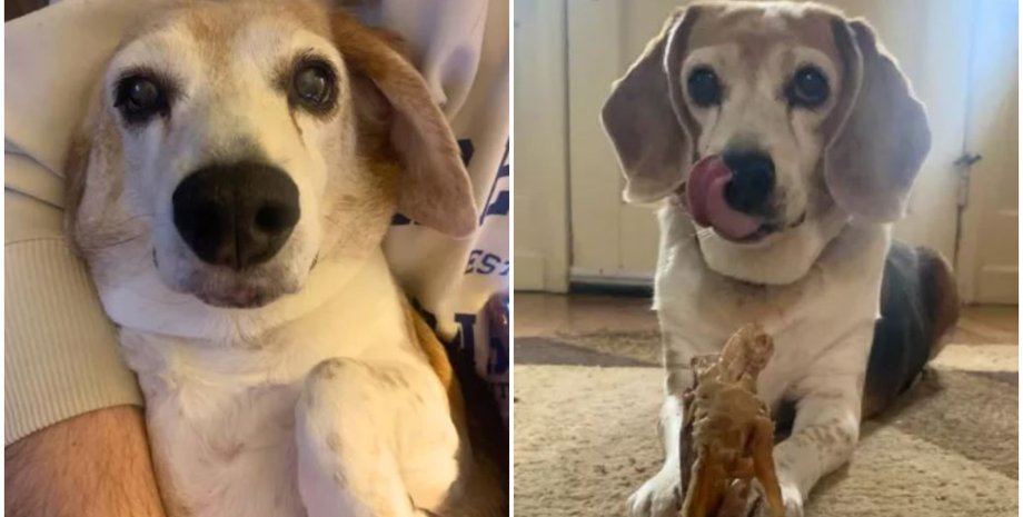 Тварини, домашні улюбленці, рентген, ветеринар, цікаві історії, огляд, життя собак, курйози