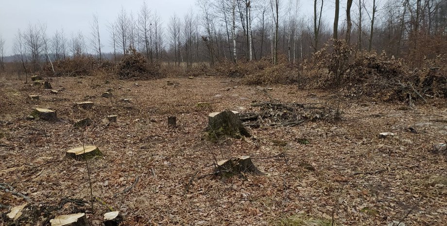 лес, вырубка леса, браконьеры, житомирская область, Госэкоинспекция