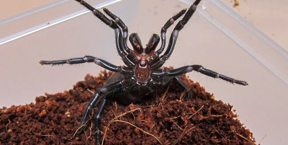 павук, австралійський павук, воронковий павук