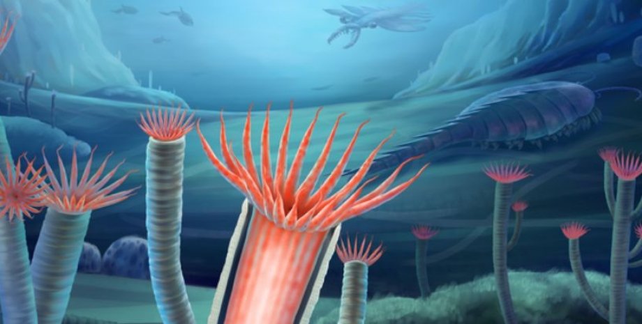 Скелет, эволюция, медузы, океан, моря