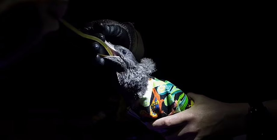 пластик у шпаках