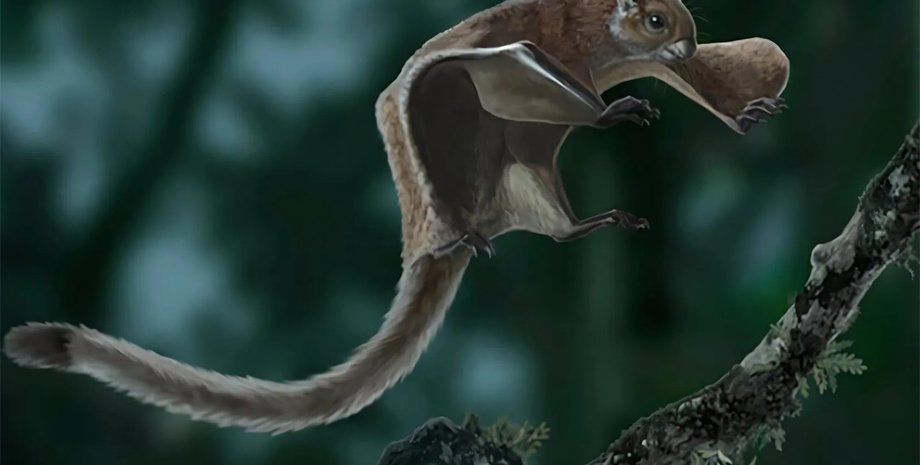 белка, белка летяга