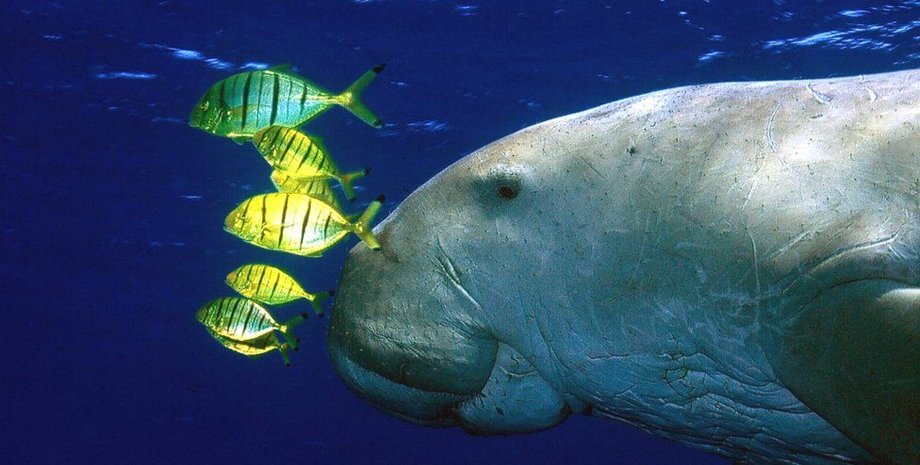 дюгони, дюгонь