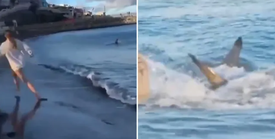 Пляж Меланара на Канарських островах, Іспанія, акула налякала туристів, курйози, подорожі, фото, скандал