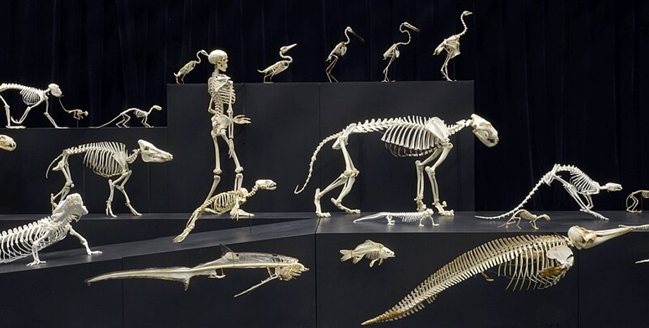 скелеты человек животные останки останки кости музей экспозиция