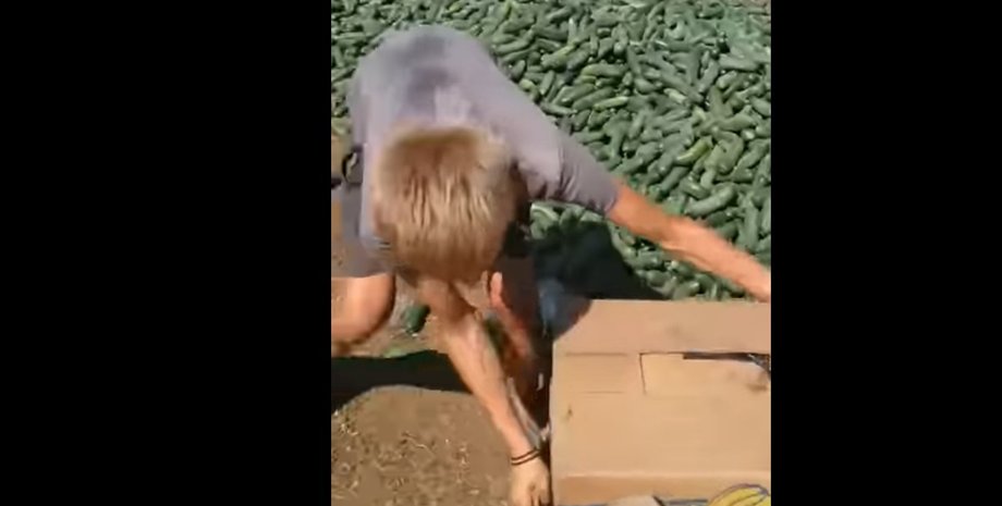 фермер, урожай, огурцы,