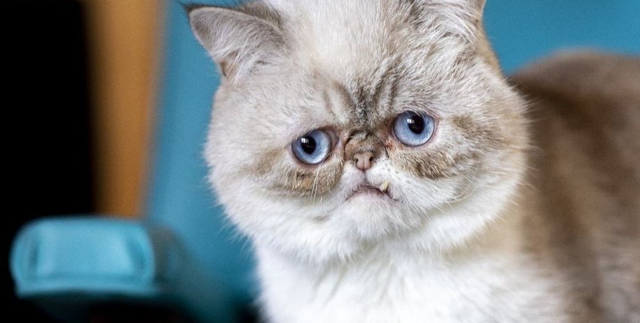 Містер Марблс