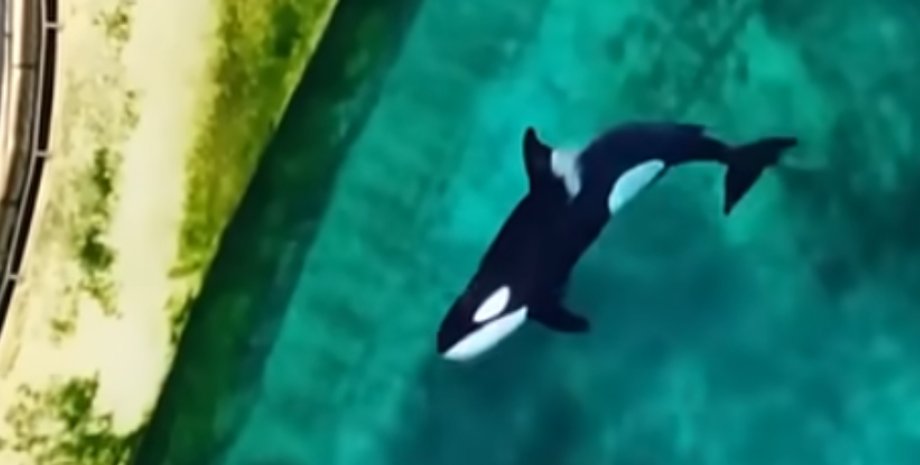 косатка в бассейне