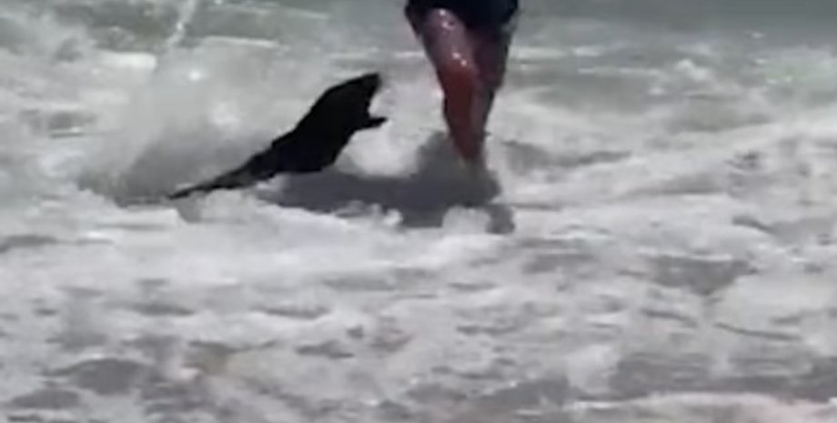 напад тюленя