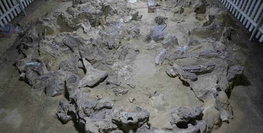 Житло з кісток мамонта Кістки мамонта знайшли у Черкаській області