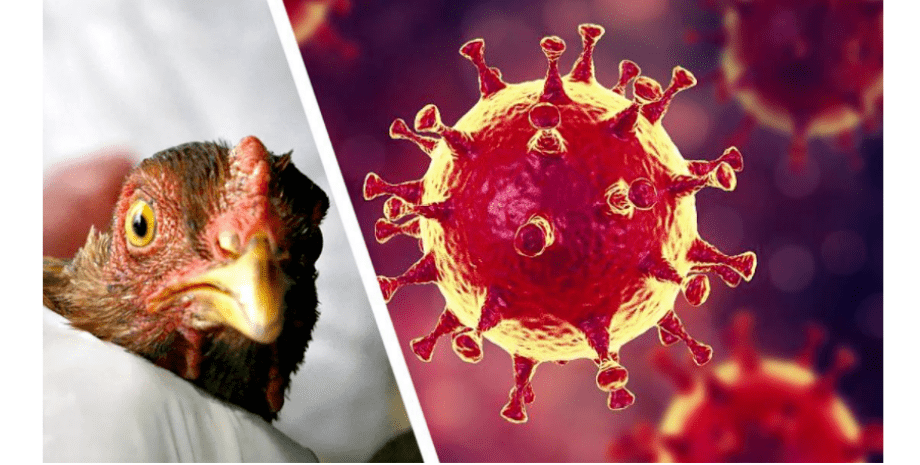 пташиний грип, виявлення, київська область, карантин, фото