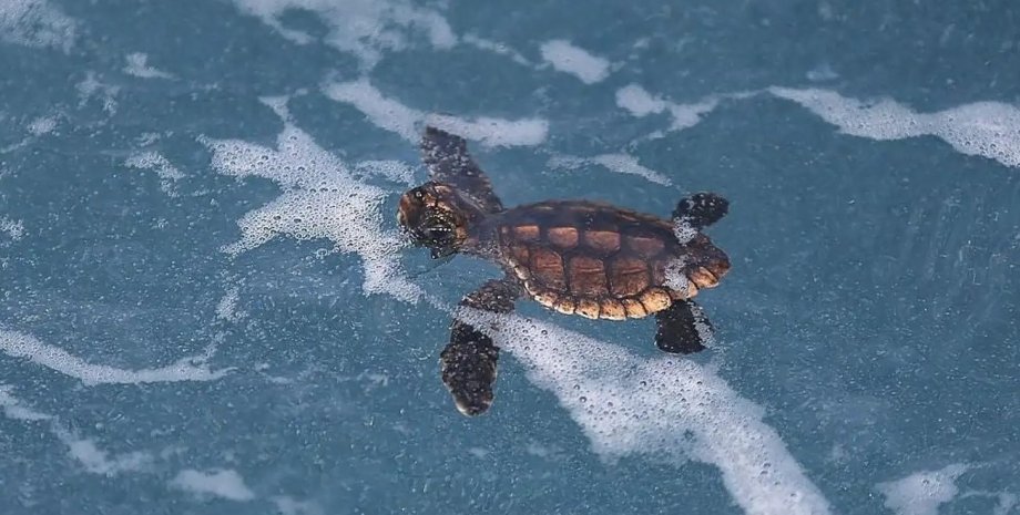 морская черепаха, вымирание черепах