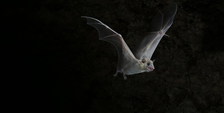 Фото: Jens Rydell/nytimes.com