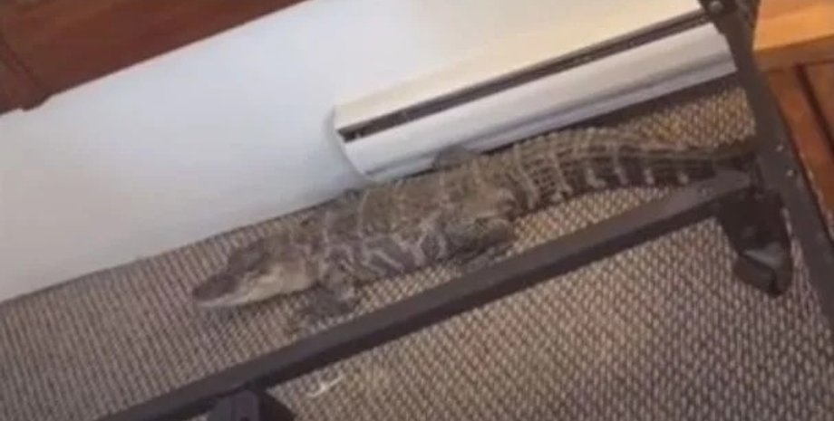 Аллигатор в мотеле