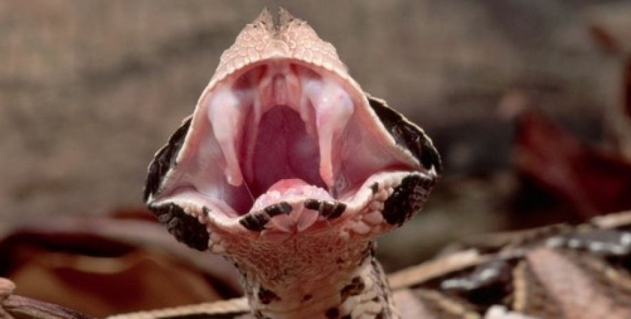 габонская гадюка, самые большие клыки, ядовитая змея