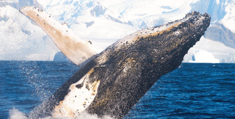 Возле украинской станции в Антарктиде кит показал невероятные трюки возле украинской станции в Антарктиде