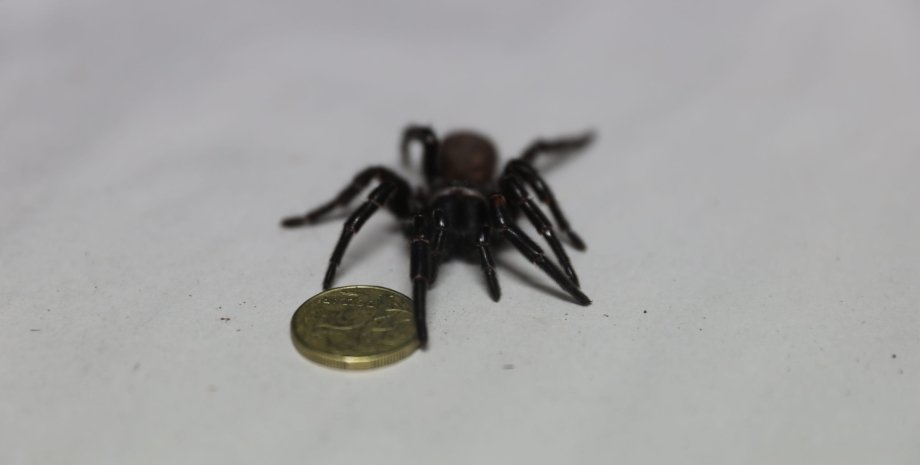 лійковий павук, мегапавук, монета, фото