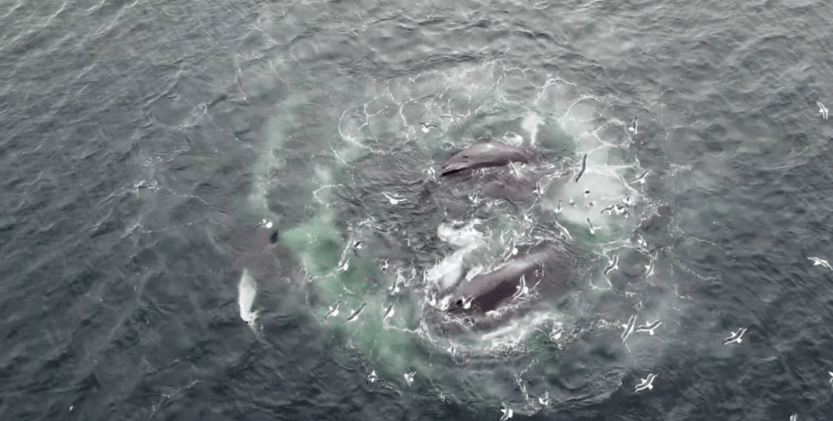 пузырьковая сеть, пузырьковая охота, охота на китов, киты, горбатые киты