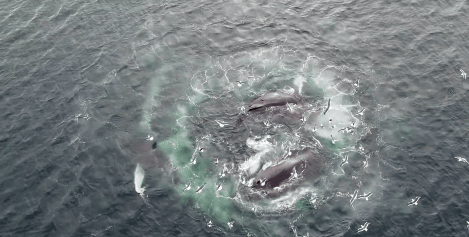 бульбашкова сітка, бульбашкове полювання, полювання китів, кити, горбаті кити