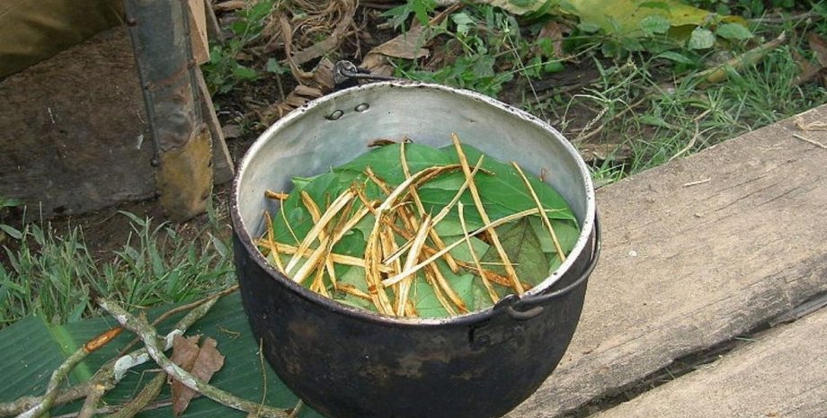 аяваска, рослини, котел, фото