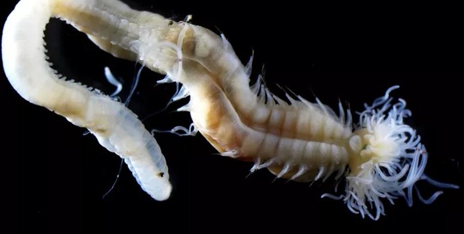 щетинистый червь