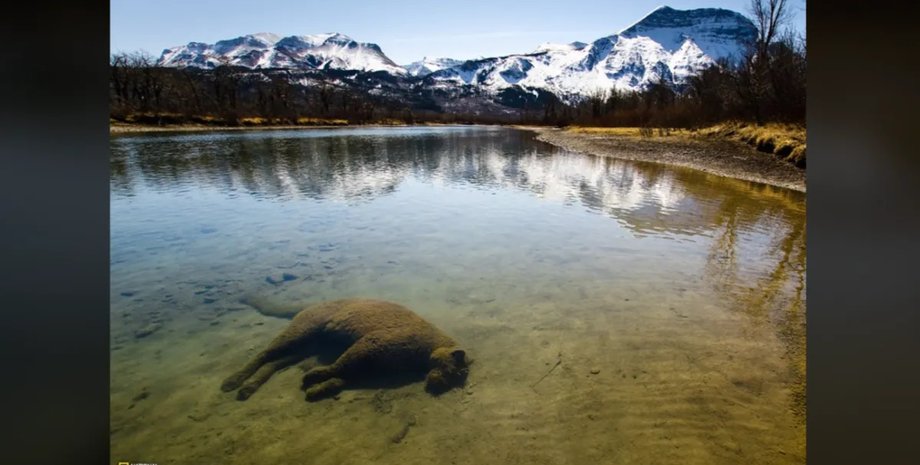 пума, тіло пуми