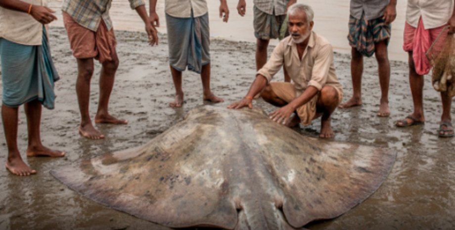 Група рибалок стоїть навколо величезного ската, витягнутого на берег річки Деві