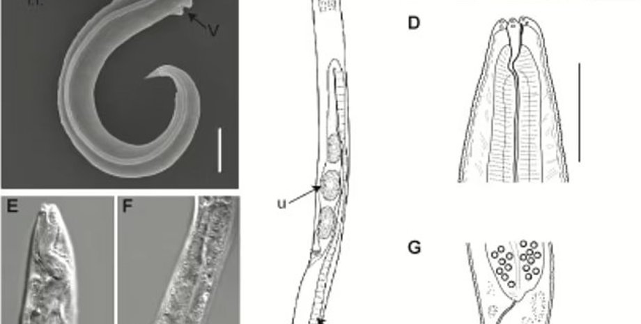 черв'яки, круглі черв'яки