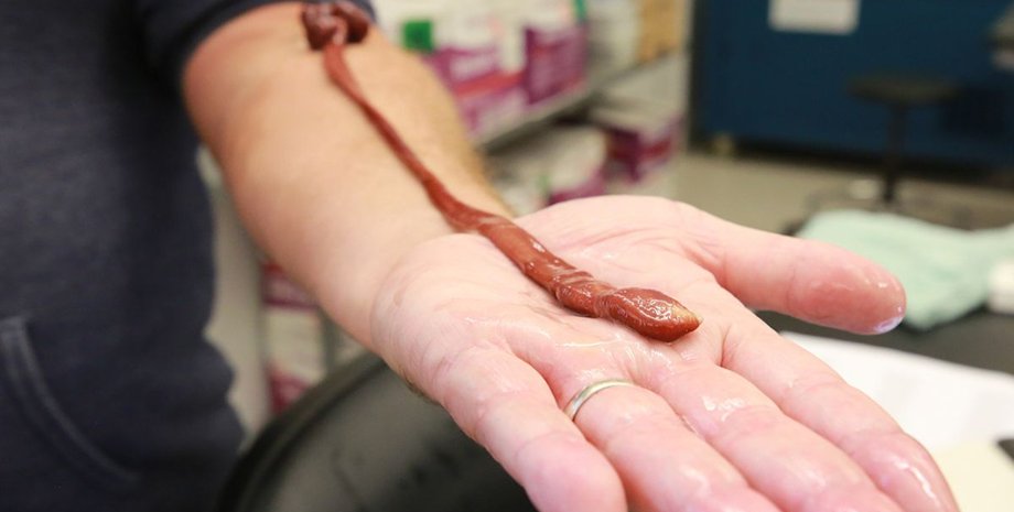 самый старый ленточный червь старый ленточный червь